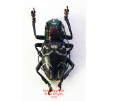 Aprophata sp.3 (Philippines)